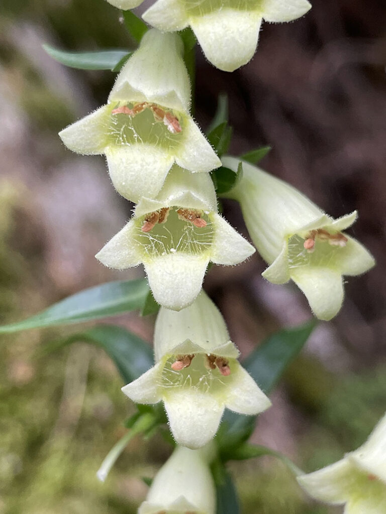 Digitalis lutea