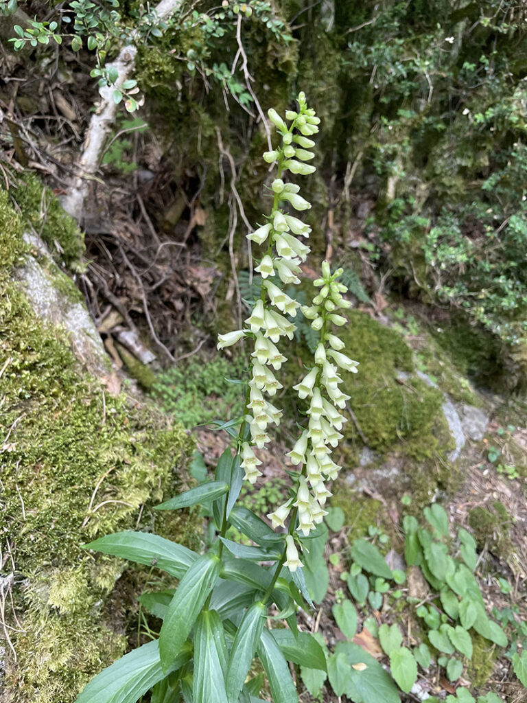 Digitalis lutea