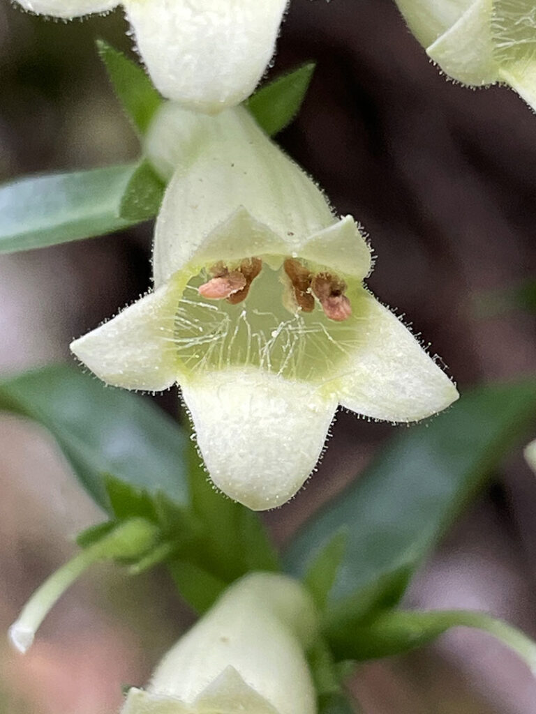 Digitalis lutea