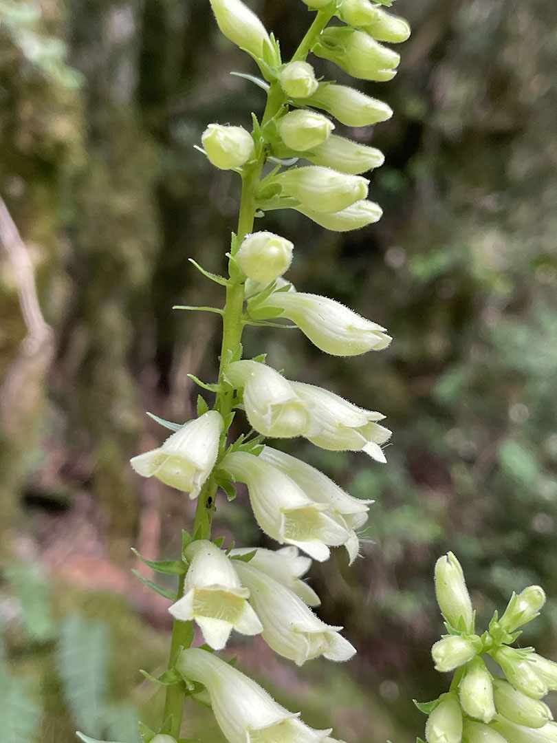 Digitalis lutea