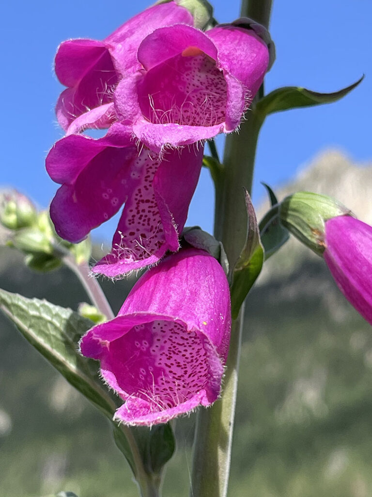 Digitalis purpurea