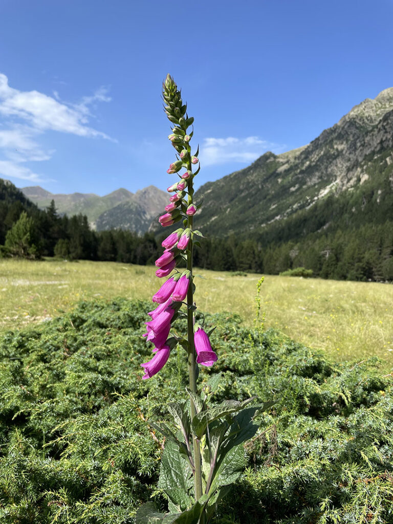 Digitalis purpurea