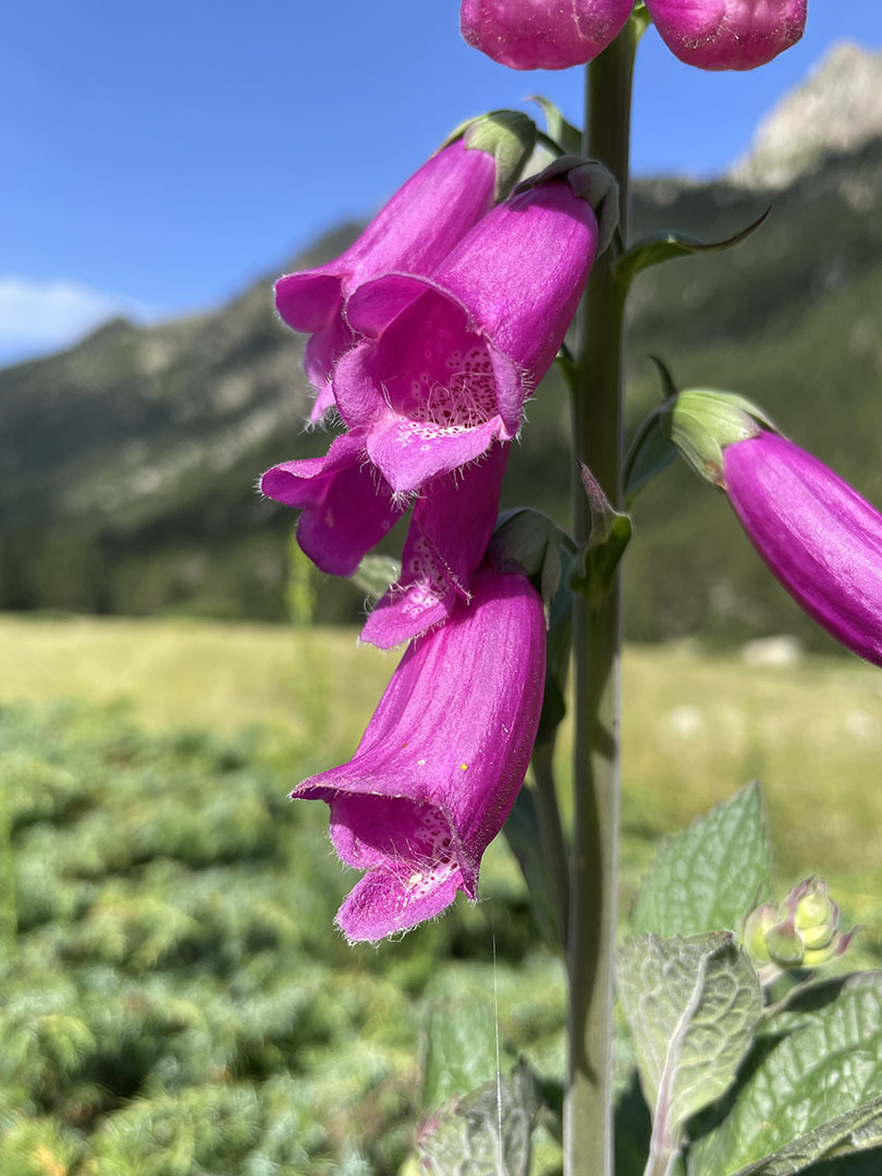 Digitalis purpurea