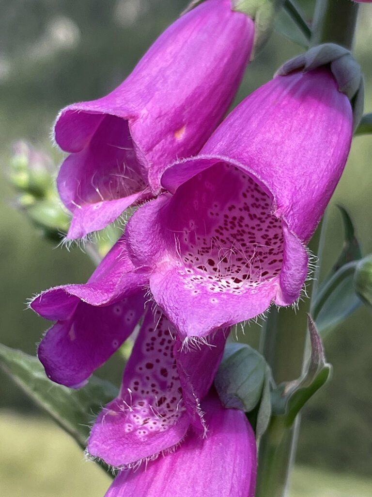 Digitalis purpurea