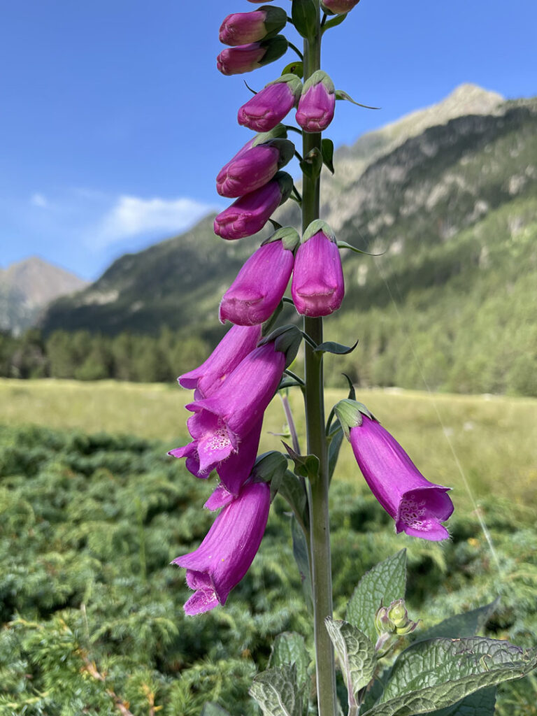 Digitalis purpurea