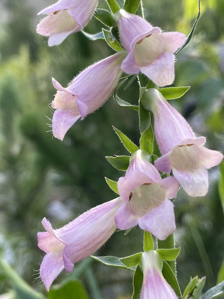 Digitalis x purpurascens