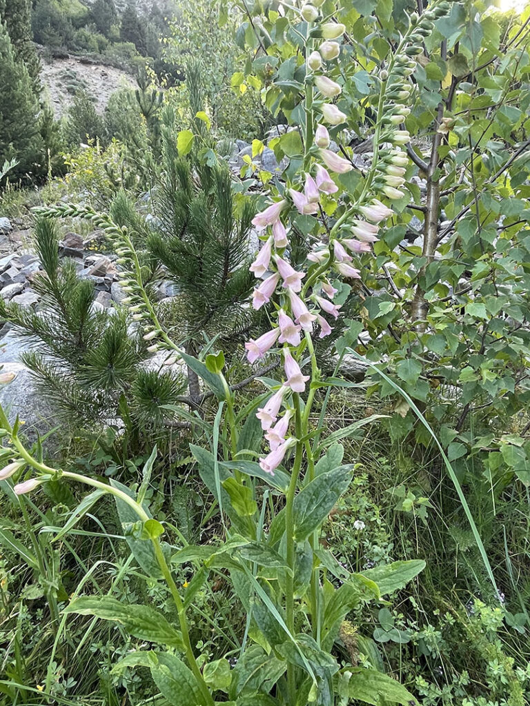 Digitalis x purpurascens