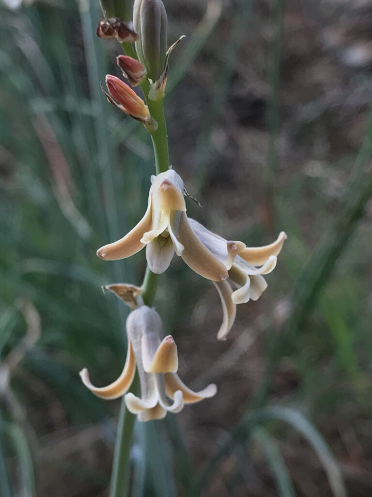 Dipcadi serotinum