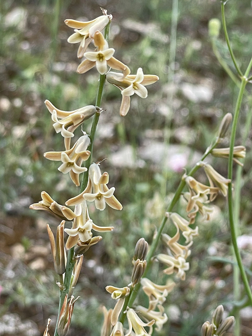 Dipcadi serotinum