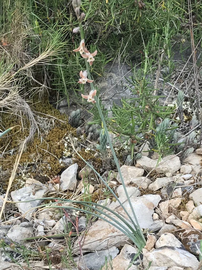 Dipcadi serotinum