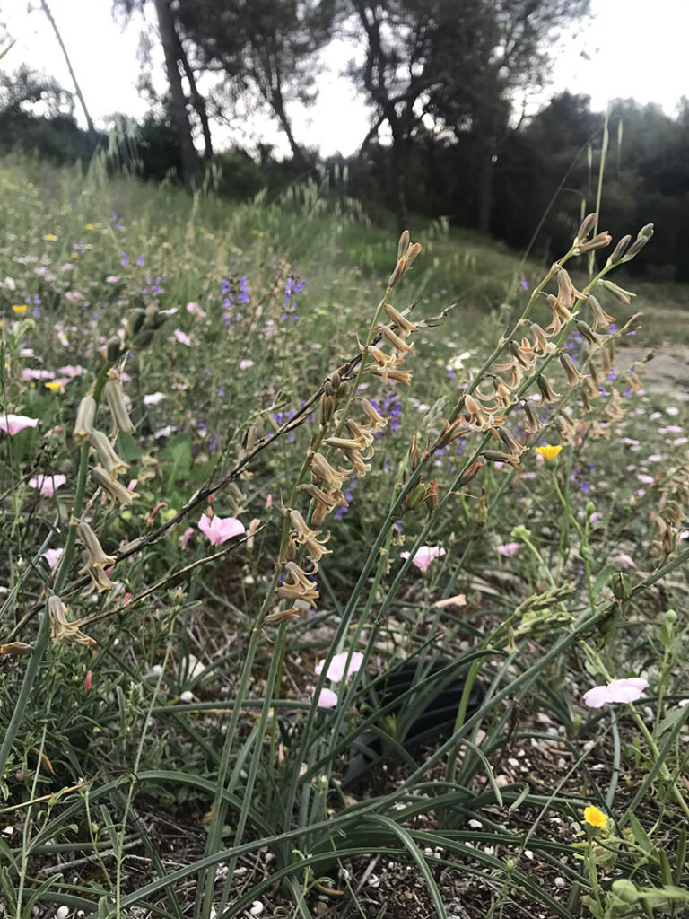 Dipcadi serotinum