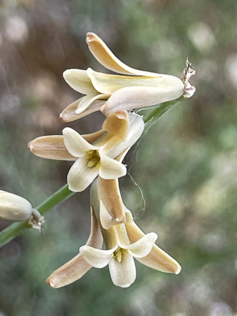 Dipcadi serotinum