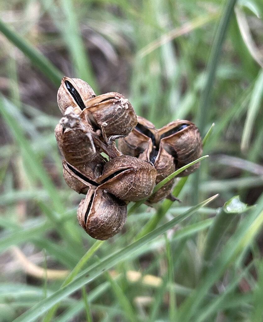 Dipcadi serotinum