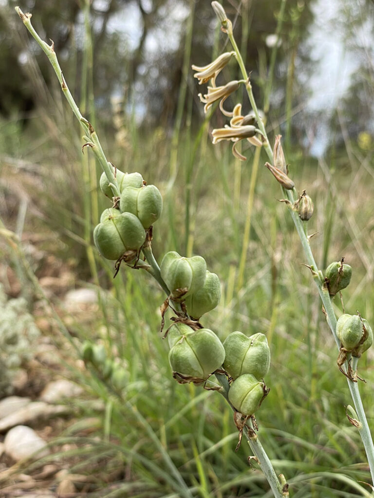 Dipcadi serotinum