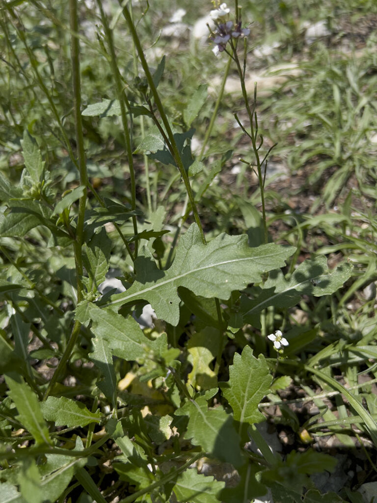 Diplotaxis erucoides