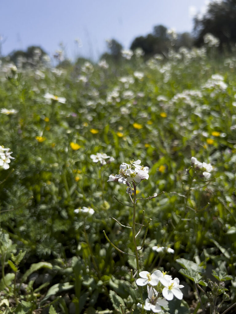 Diplotaxis erucoides