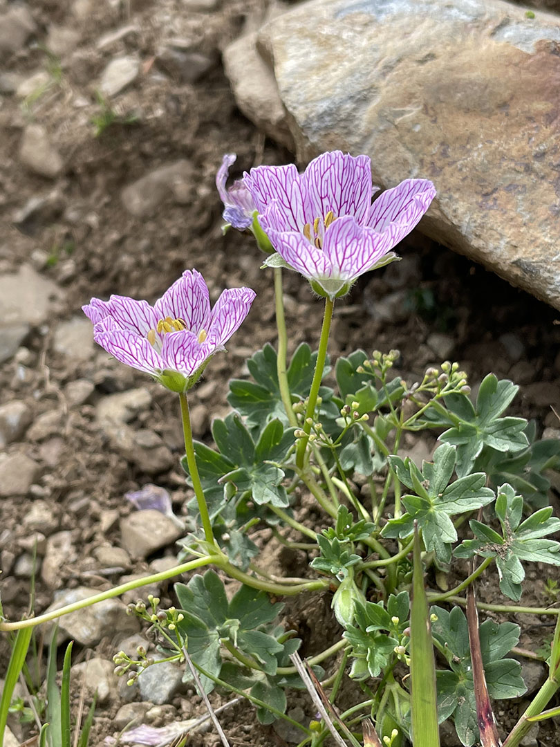 Geranium cinereum