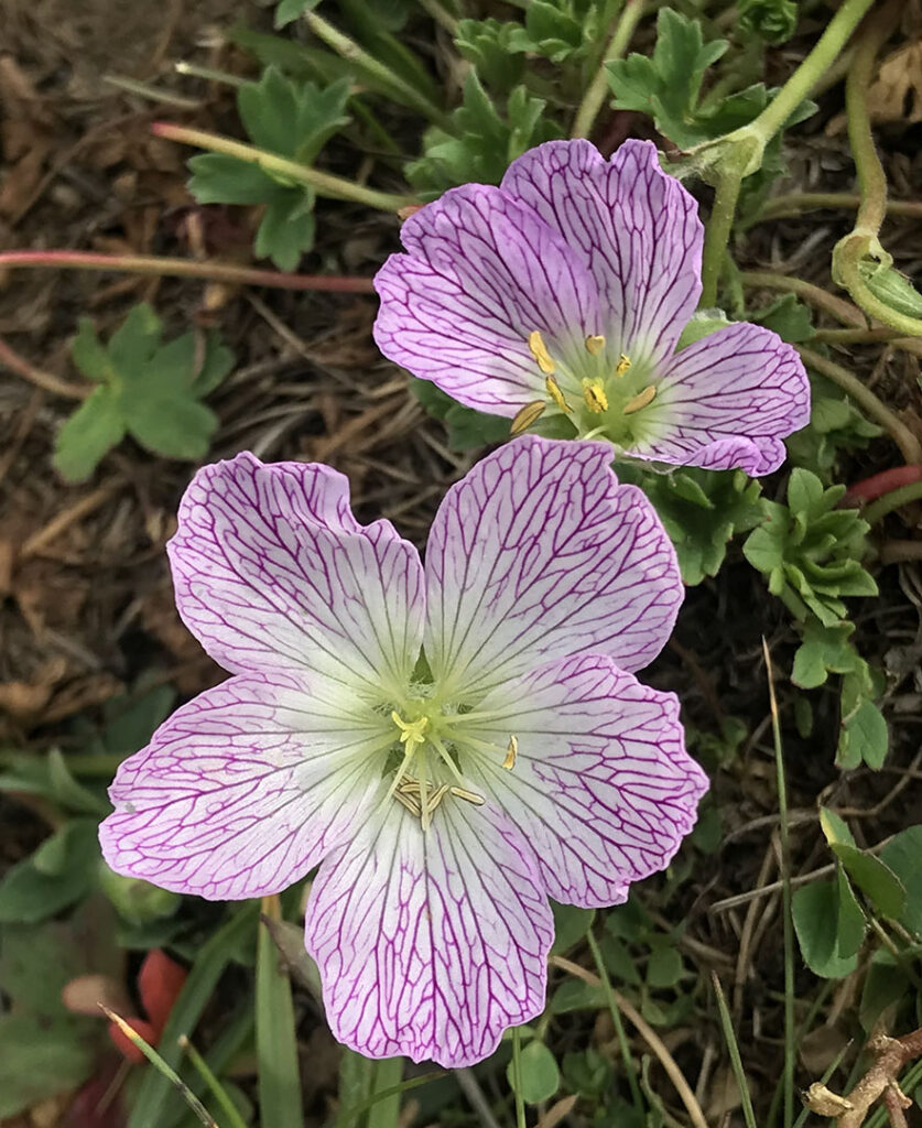 Geranium cinereum