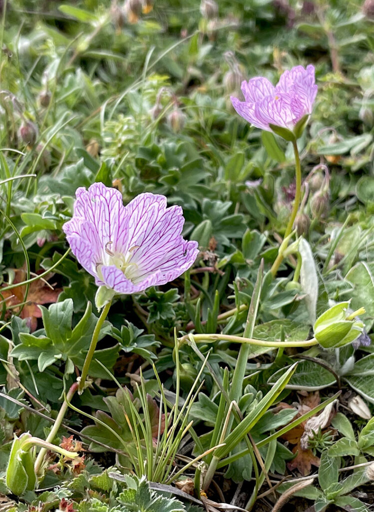 Geranium cinereum