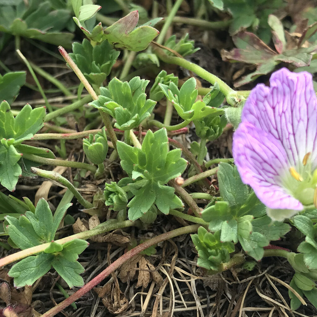 Geranium cinereum