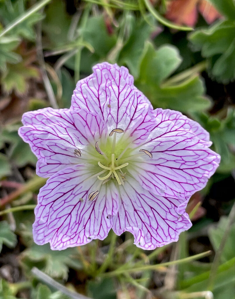 Geranium cinereum