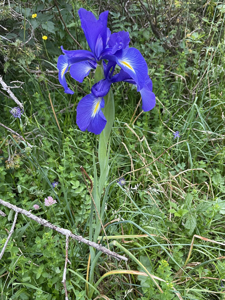 Iris latifolia