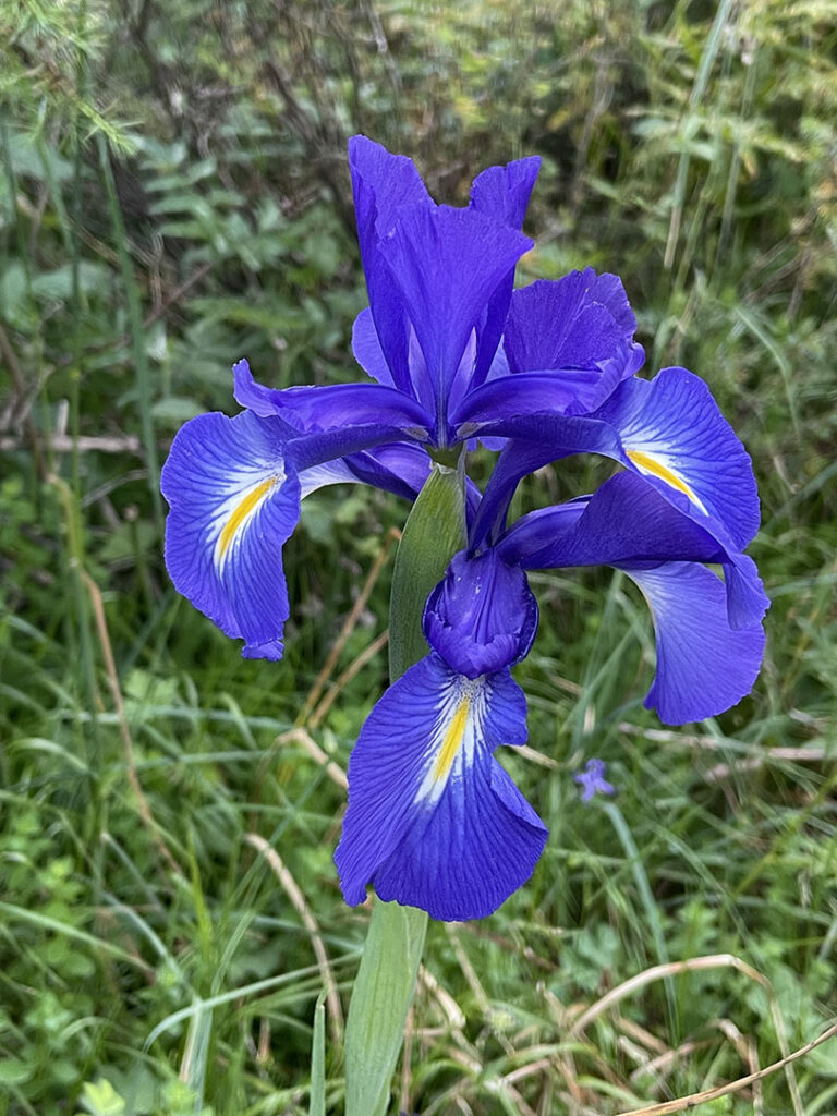 Iris latifolia