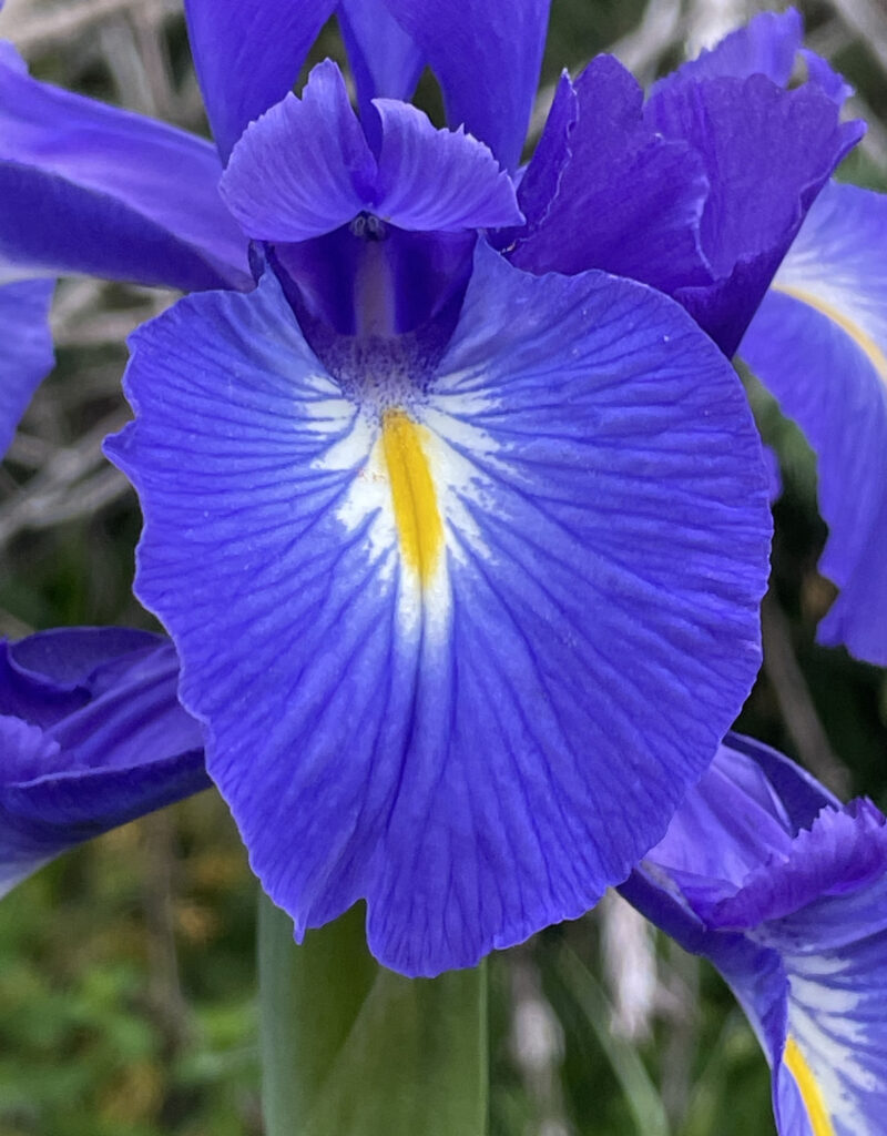 Iris latifolia