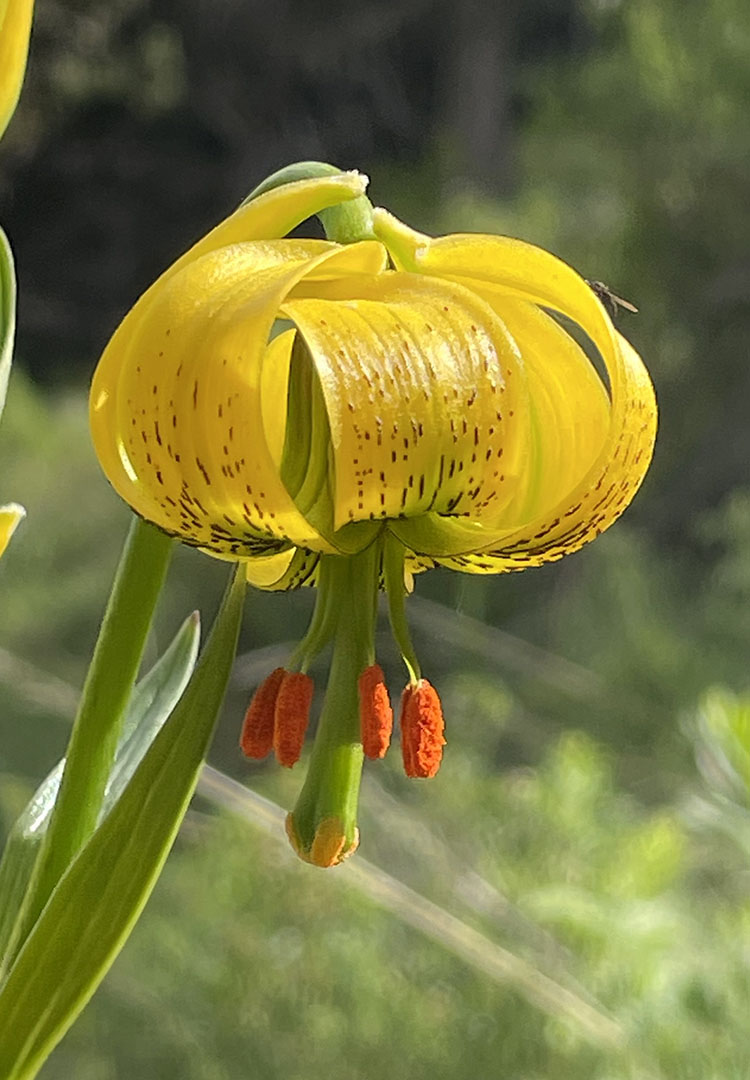 Lilium pyrenaicum