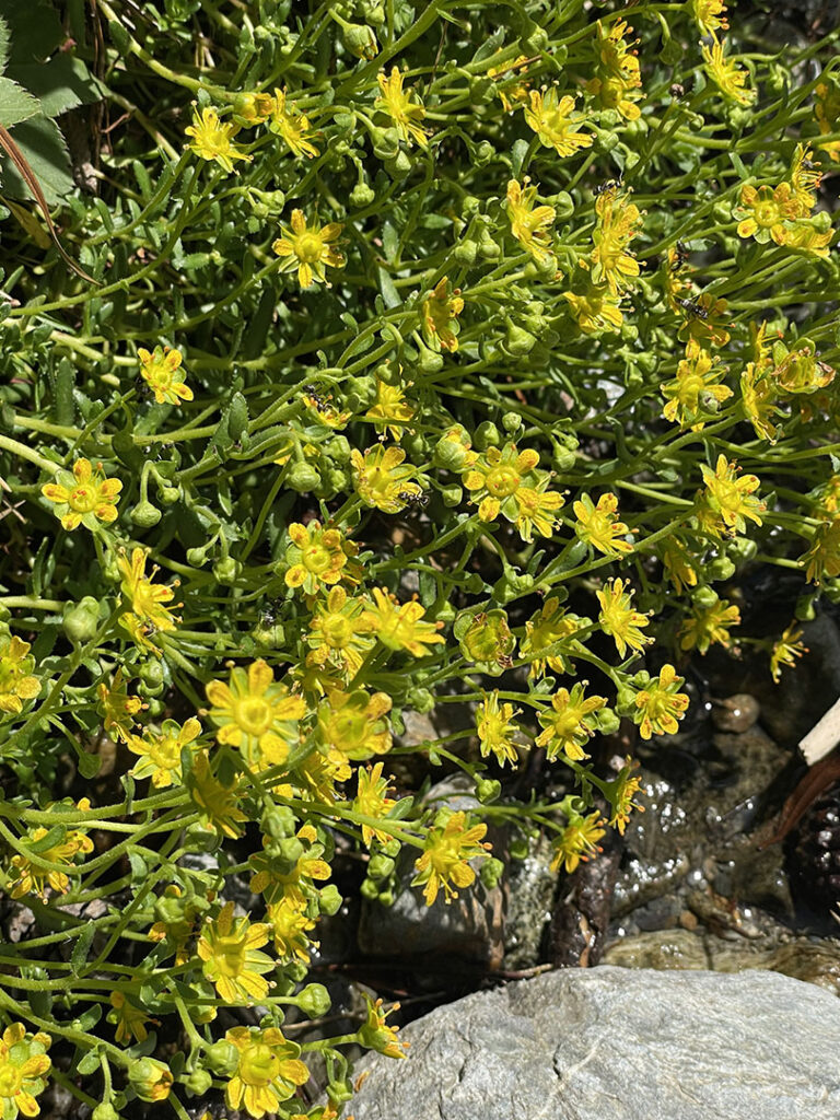 Saxifraga aizoides