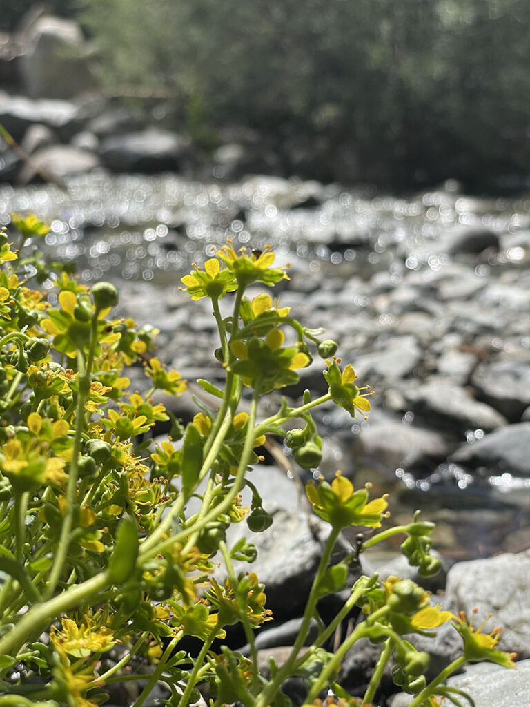 Saxifraga aizoides