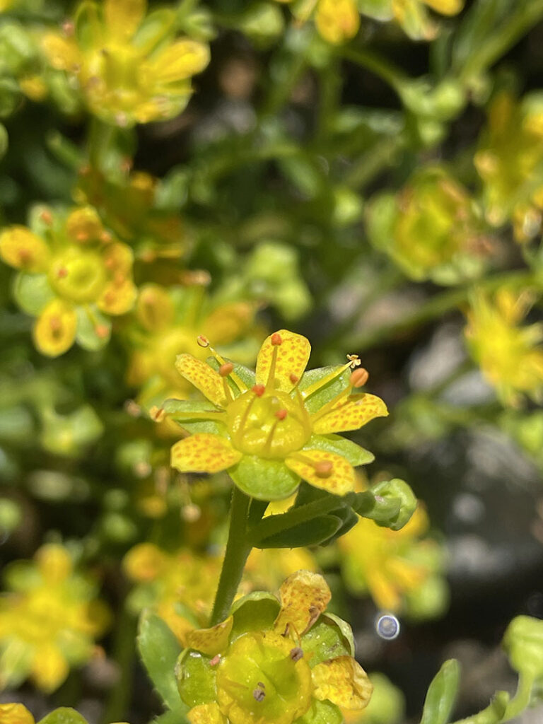 Saxifraga aizoides