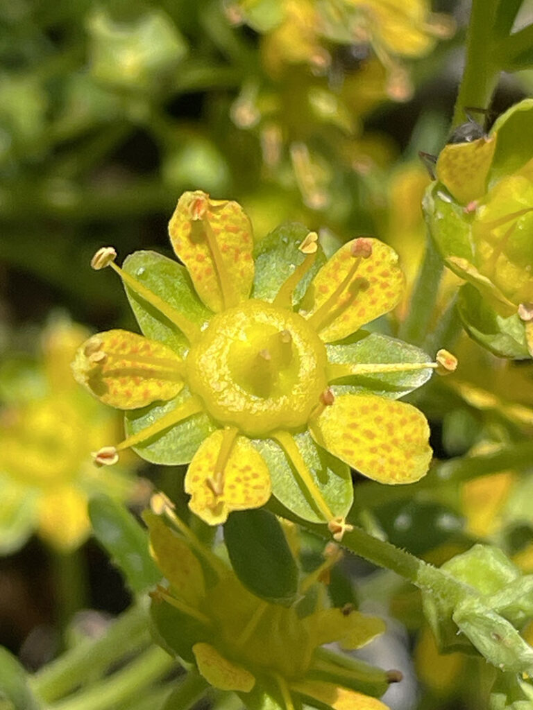 Saxifraga aizoides