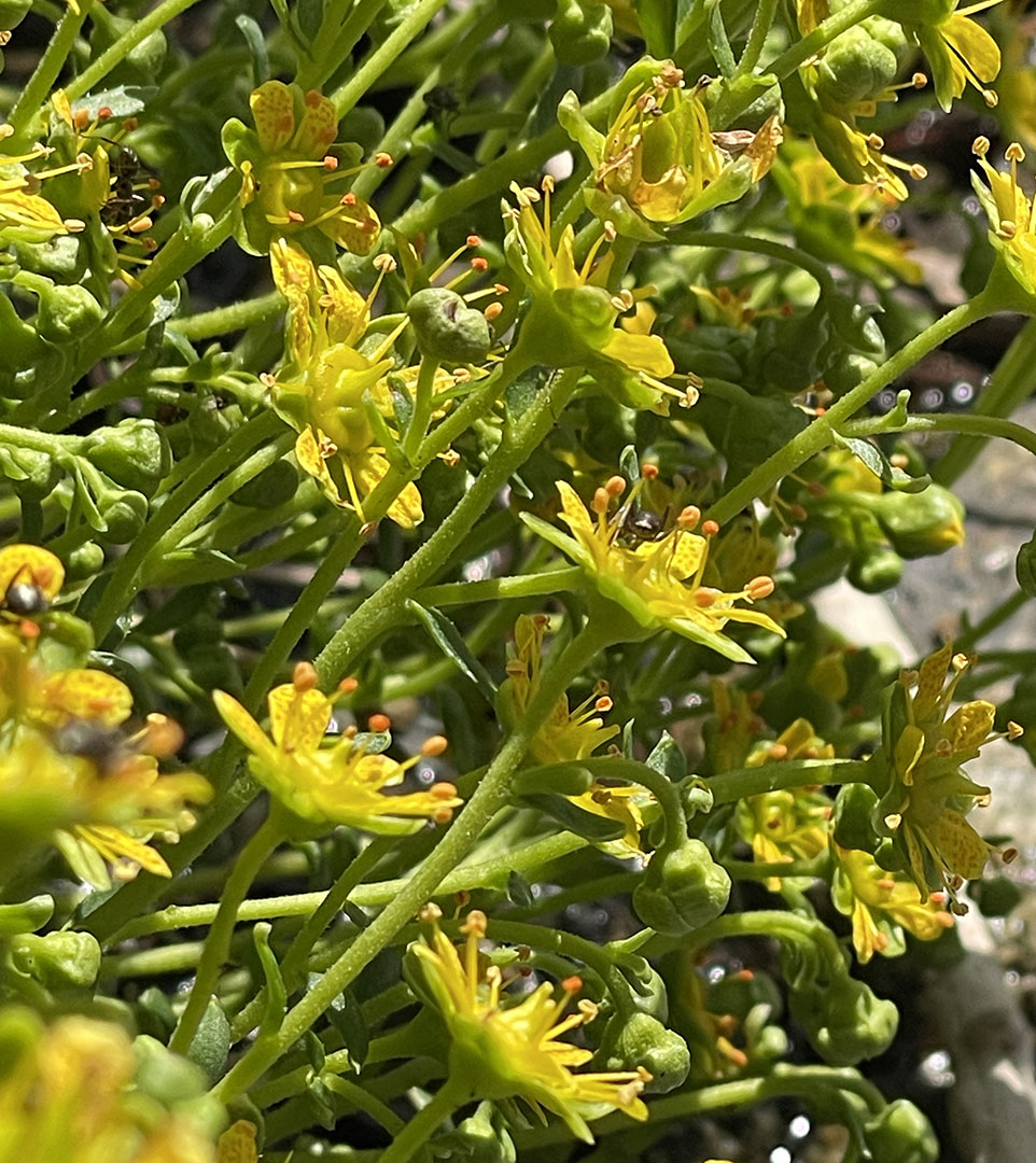 Saxifraga aizoides