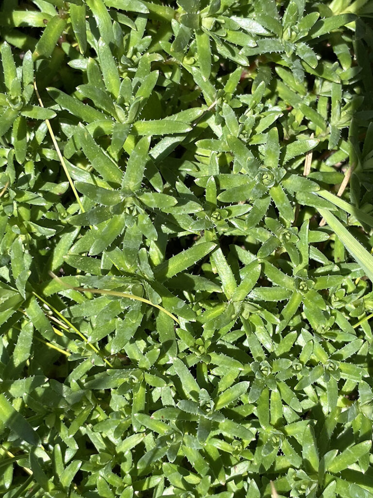 Saxifraga aizoides