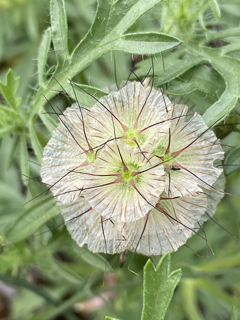 Scabiosa stellata