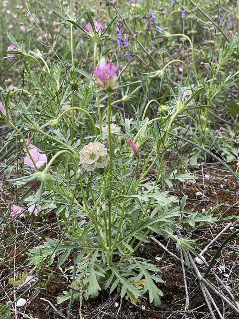 Scabiosa stellata