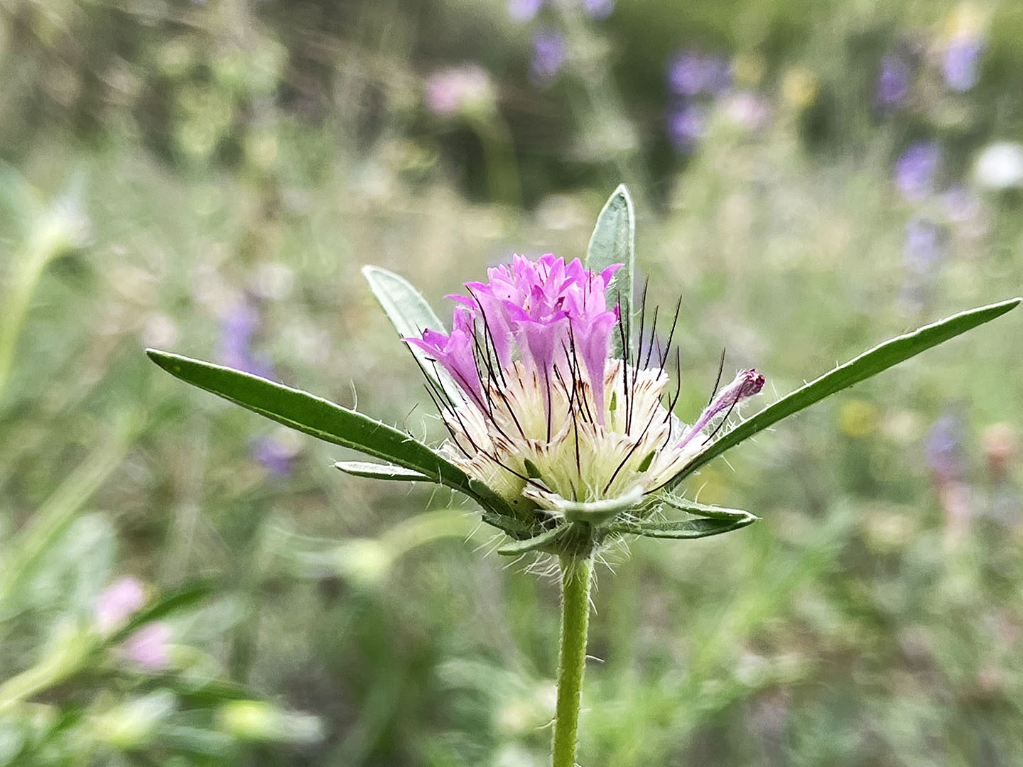 Scabiosa stellata