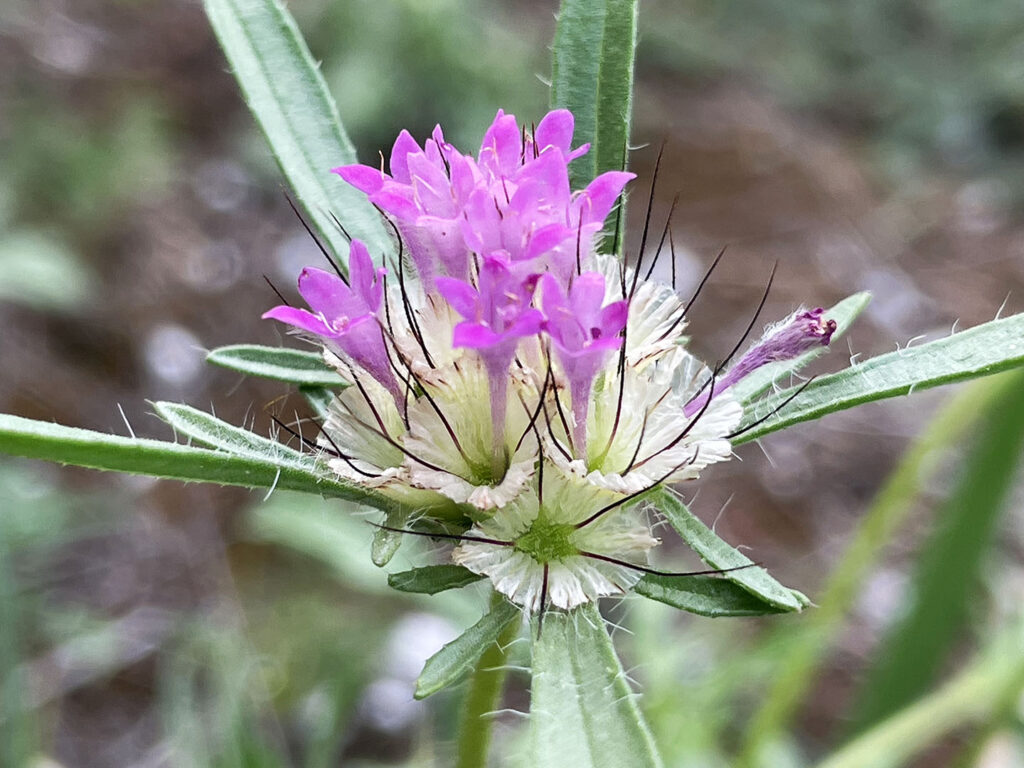 Scabiosa stellata