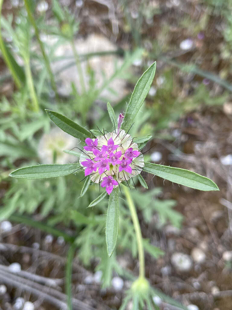 Scabiosa stellata