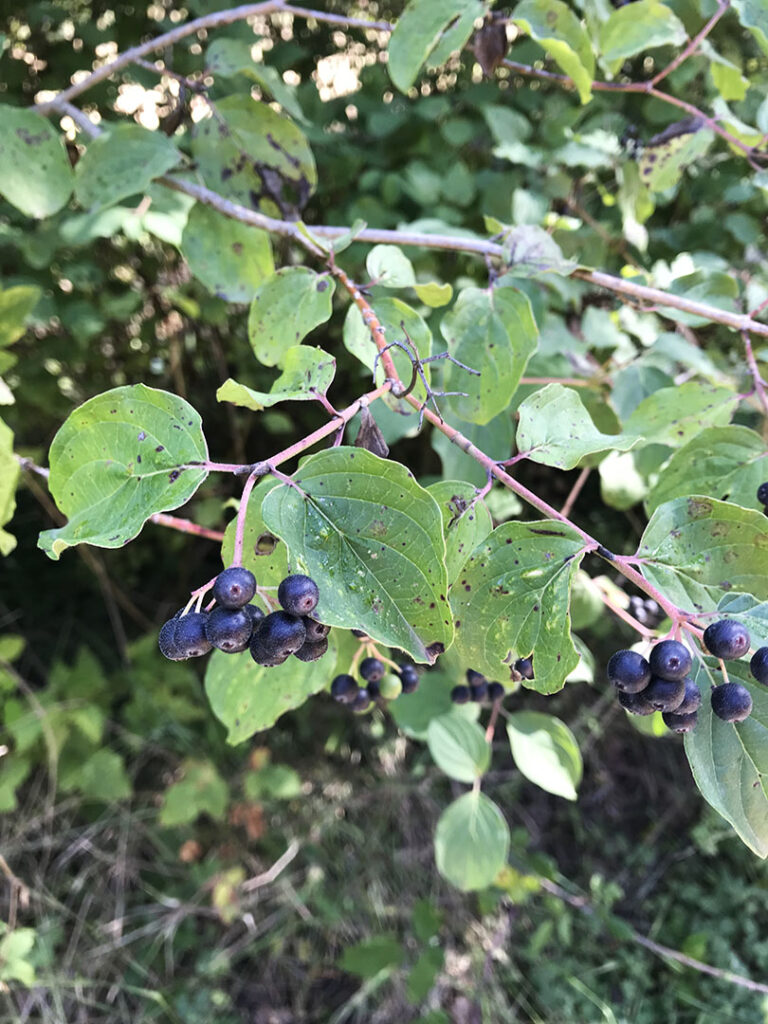 Cornus sanguinea