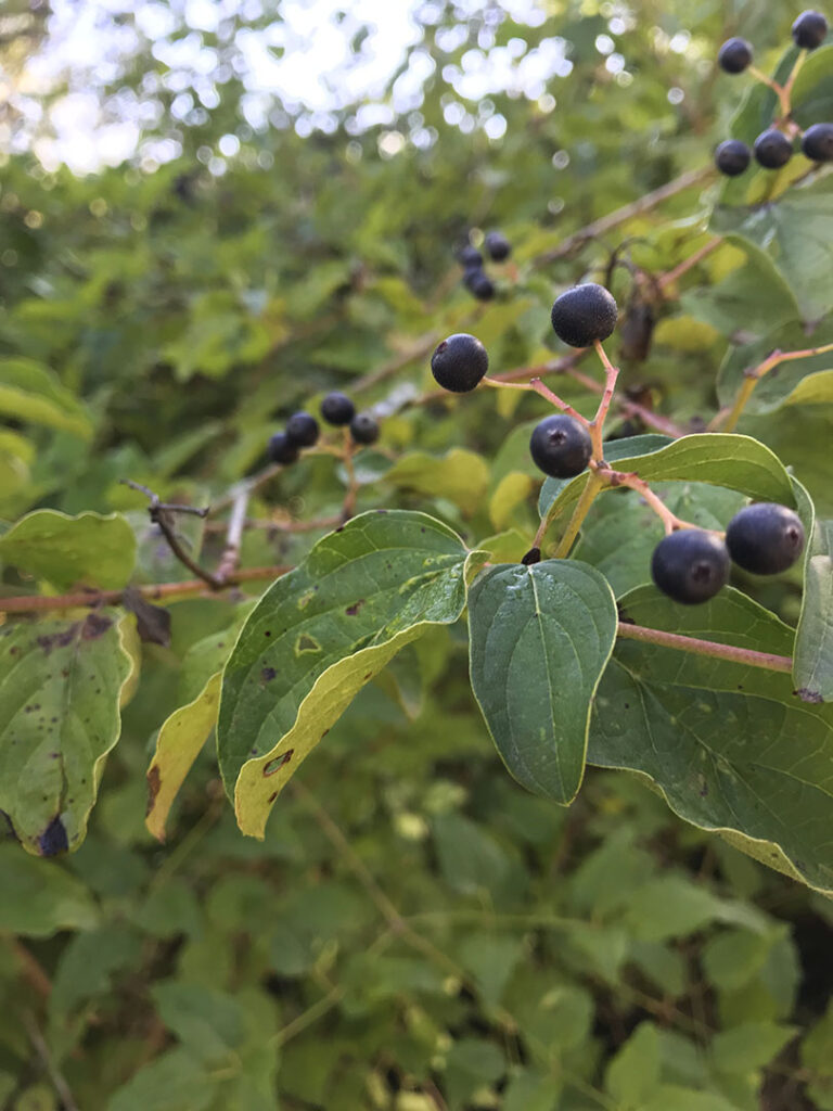 Cornus sanguinea