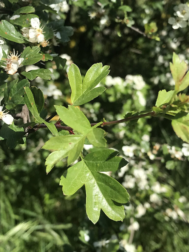 Crataegus  monogyna