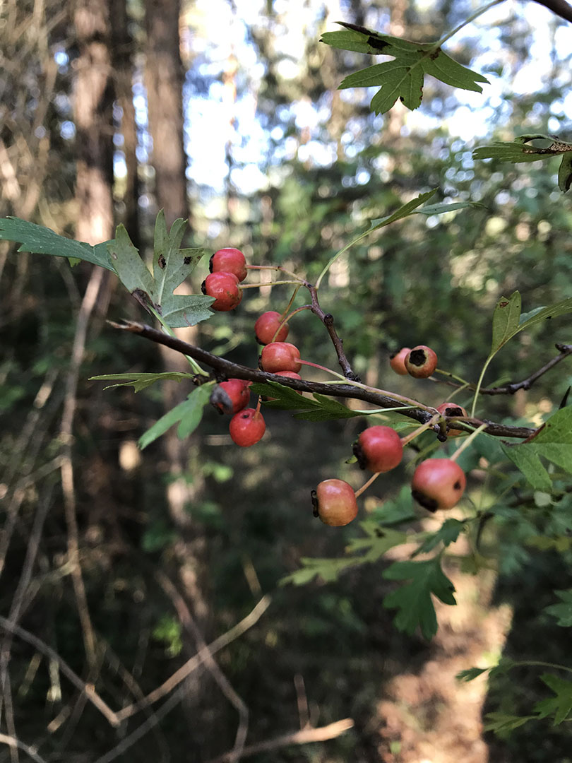 Crataegus monogyna