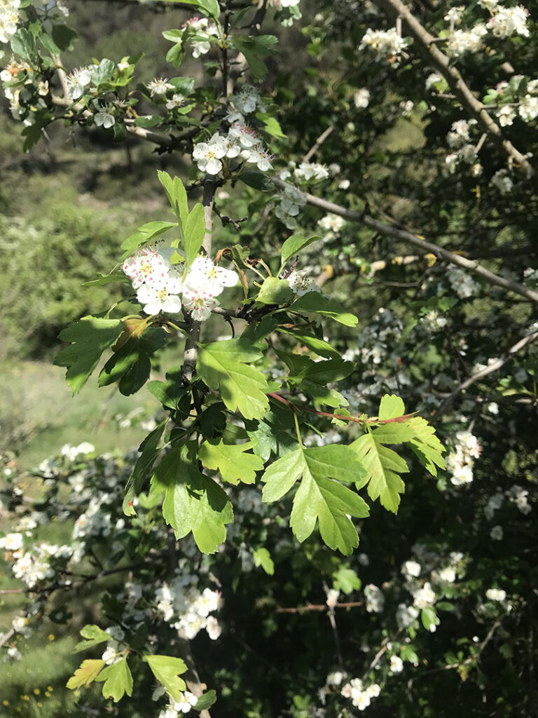 Crataegus monogyna