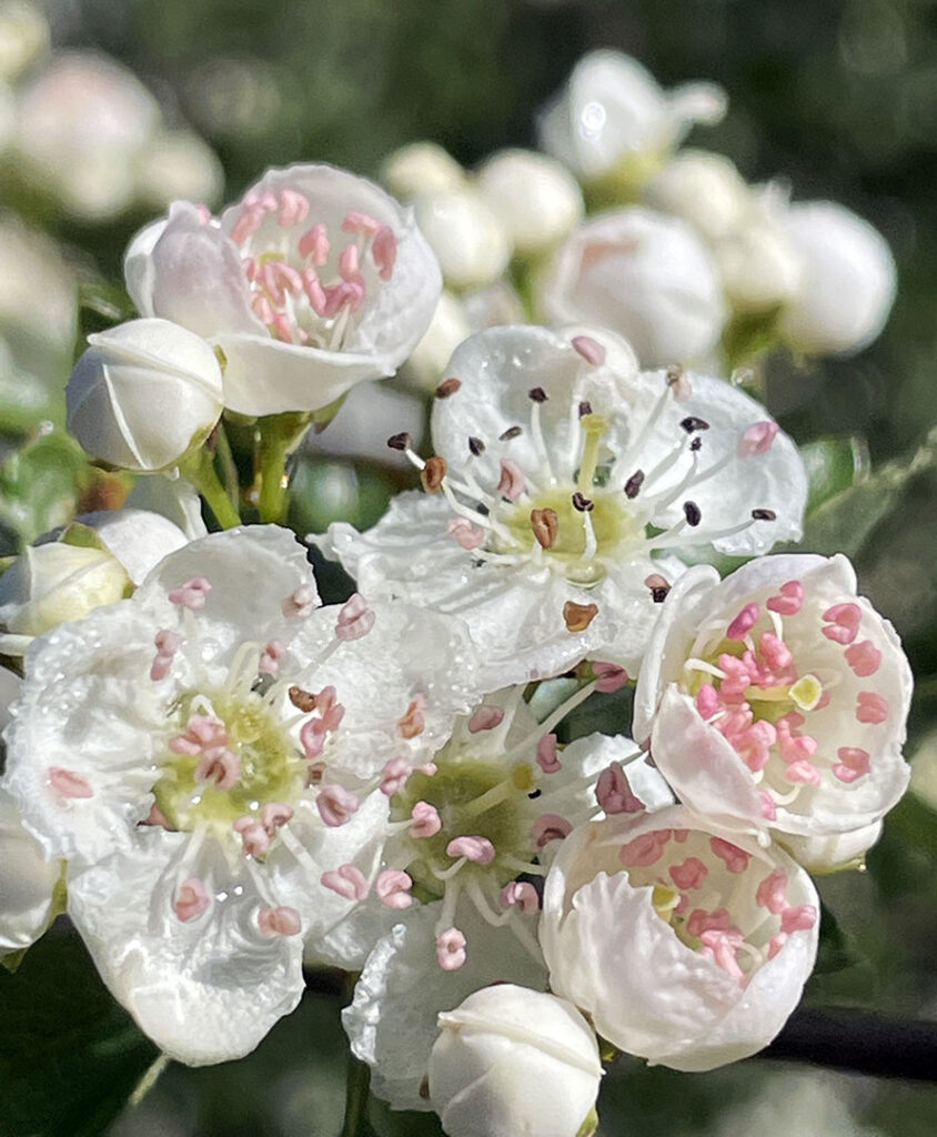 Crataegus monogyna