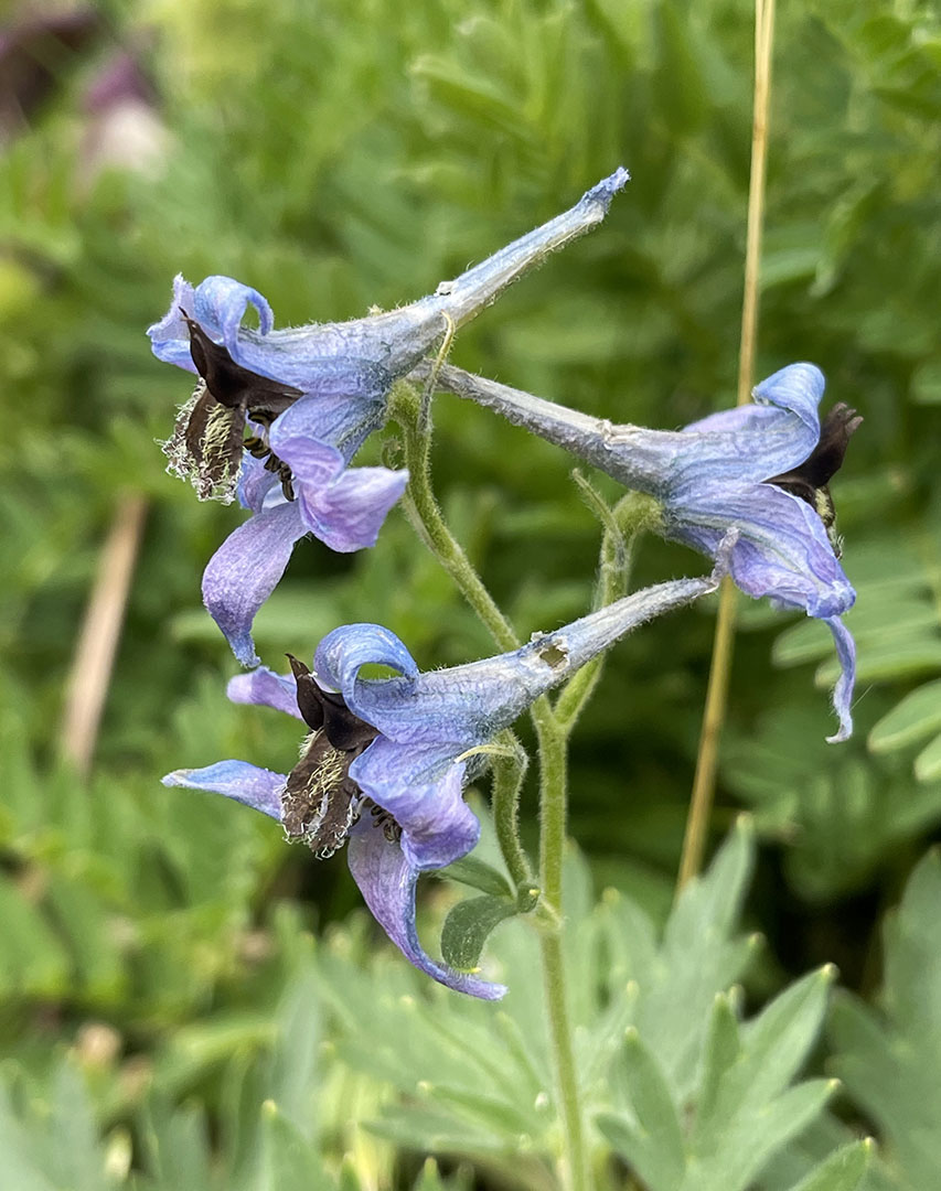 Delphinium elatum subsp.montanum