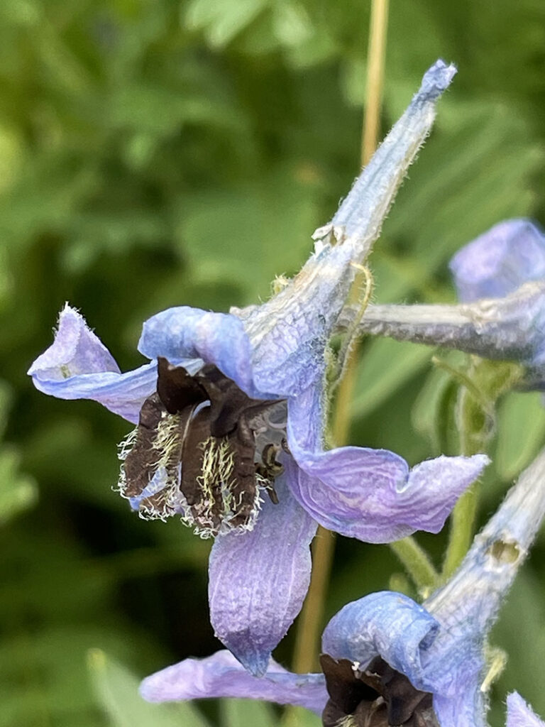 Delphinium elatum subsp.montanum