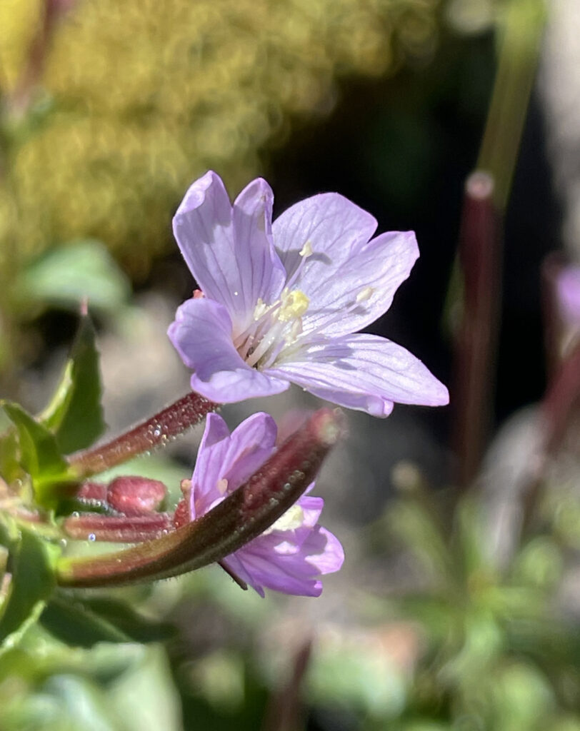 Epilobium alsinifolium