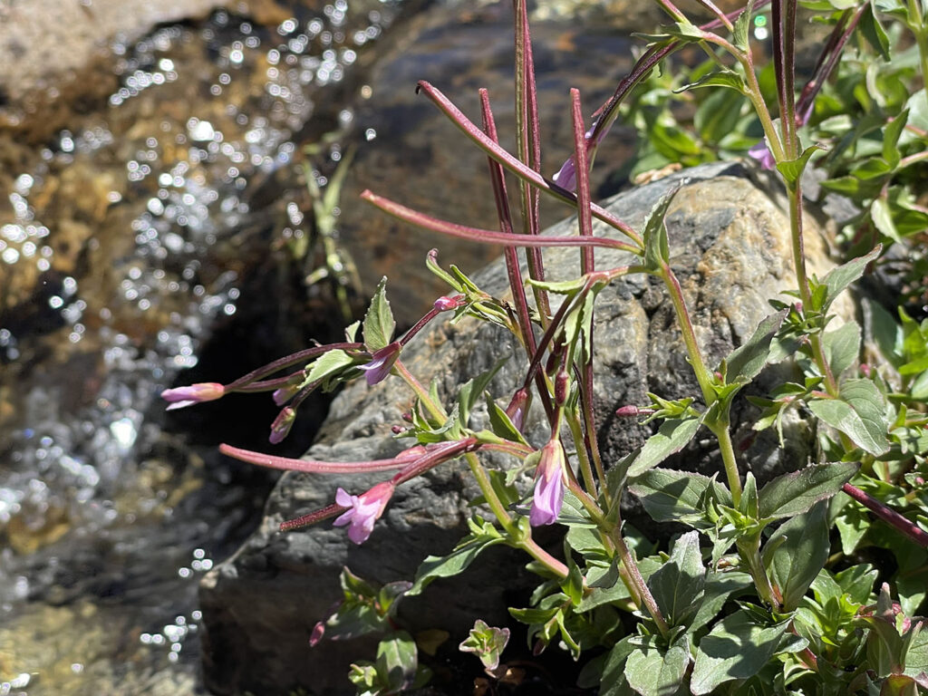 Epilobium alsinifolium